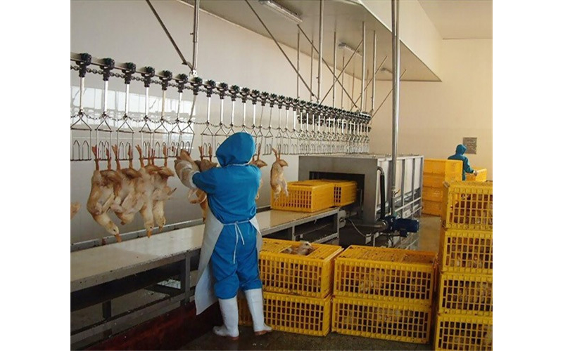 活禽懸掛輸送線